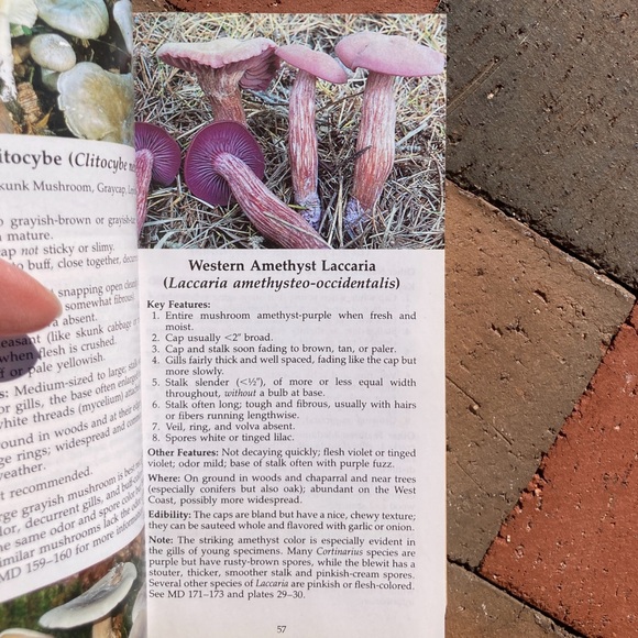 All That the Rain Promises and More Edible Mushrooms Mushie Pocket Guide Plant - Picture 5 of 13